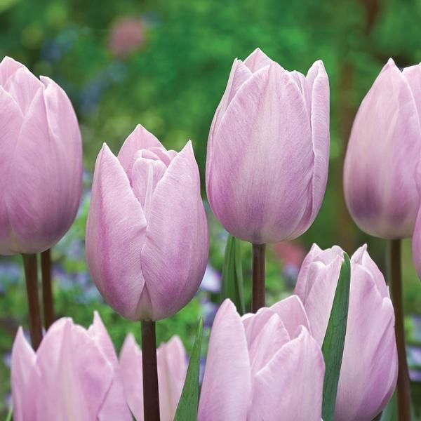 Silver Cloud Tulip - Flowers And Bulbs | Veseys